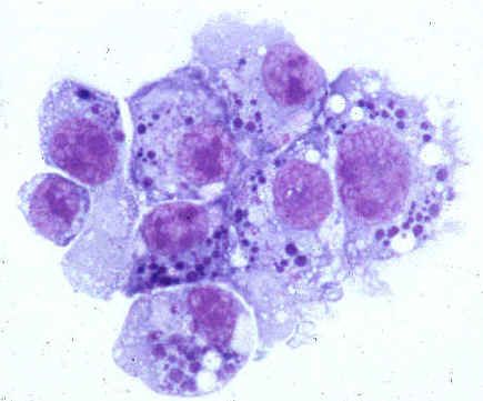 Patogener af human anaplasmosis (familie Anaplasmataceae)