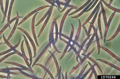 Fusariums - patogener af fusariose