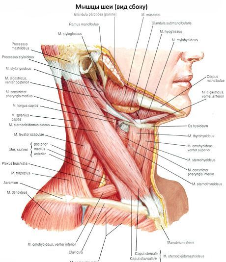 Brystklavicular-mastoidmuskel (m. Sternocleidomastoideus)