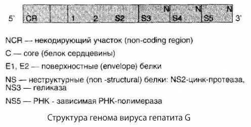 Hepatitis G virus (HGV)