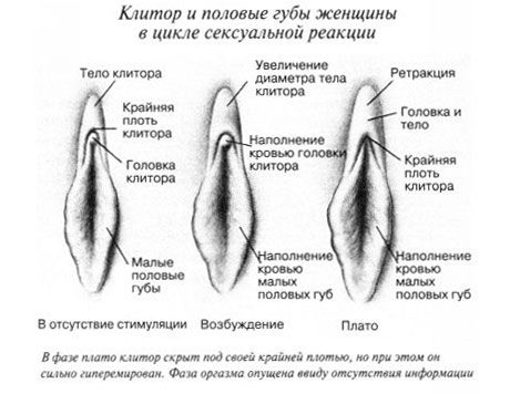 Klitoris under samleje
