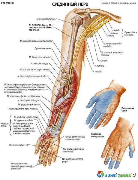 Medianen nerve