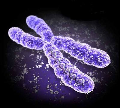 Årsagen til migræne er en mutation i X-kromosomet
