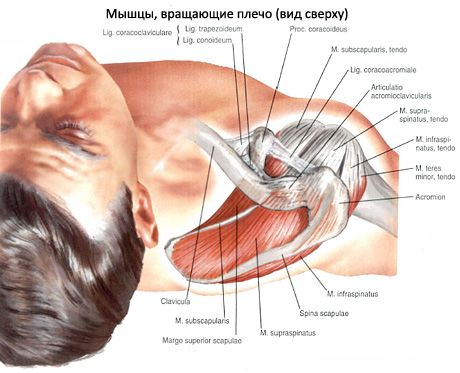 Supraspinatus- og infraspinatus-musklerne