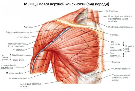 Deltoid muskel