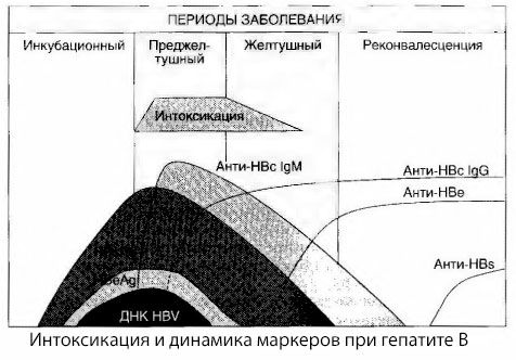 Patogenesen af hepatitis B