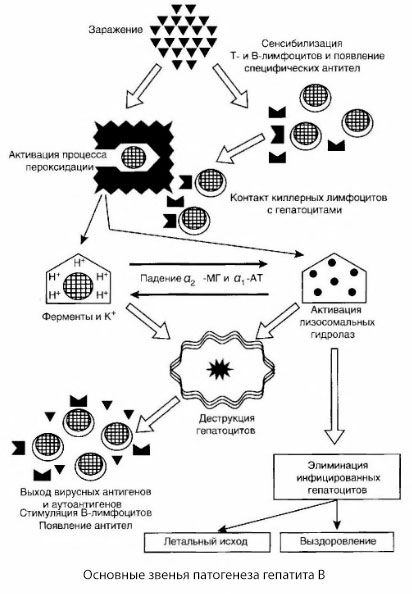 Patogenesen af hepatitis B