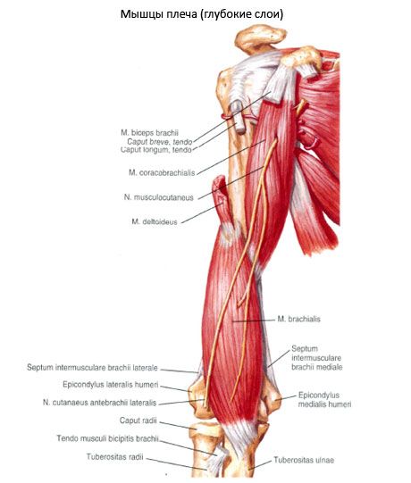 Den galde-humeralis muskel (m.coracobrachialis)