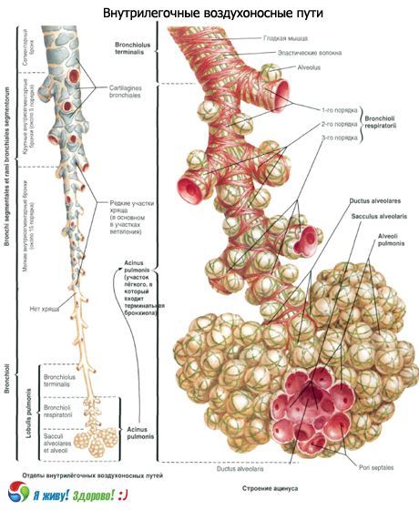 Bronkier.  Respiratorisk system af bronchi