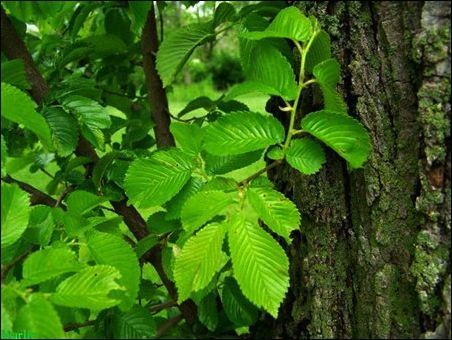 Slippery Elm
