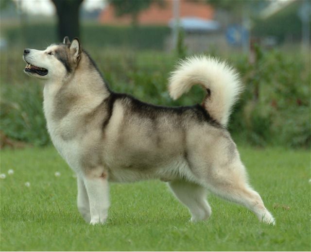 Kæmpe Alaskan Malamute