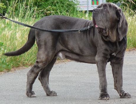 Napolitansk mastiff