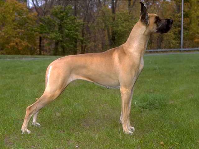 Grand Danois