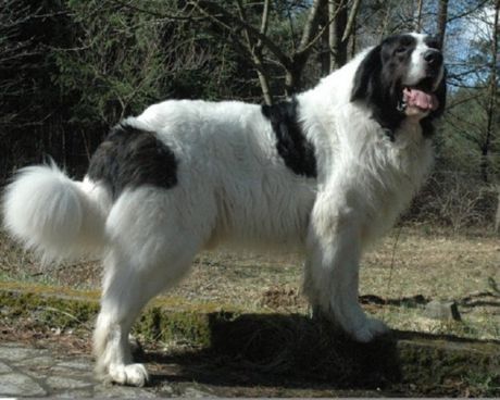 Pyrenæisk mastiff