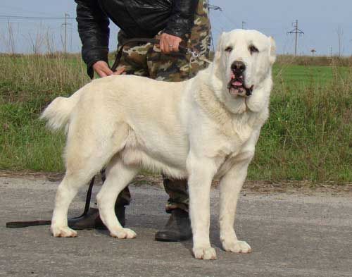 Centralasiatisk hyrdehund