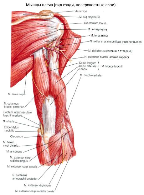 Ulnar muskel