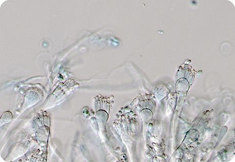 En af svampene i slægten Aspergillus 