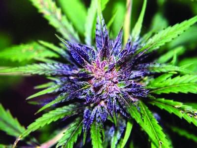 En række medicinske cannabistyper uden narkotiske virkninger er blevet udviklet