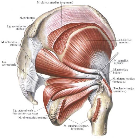Glutealmuskler (gluteus medius)