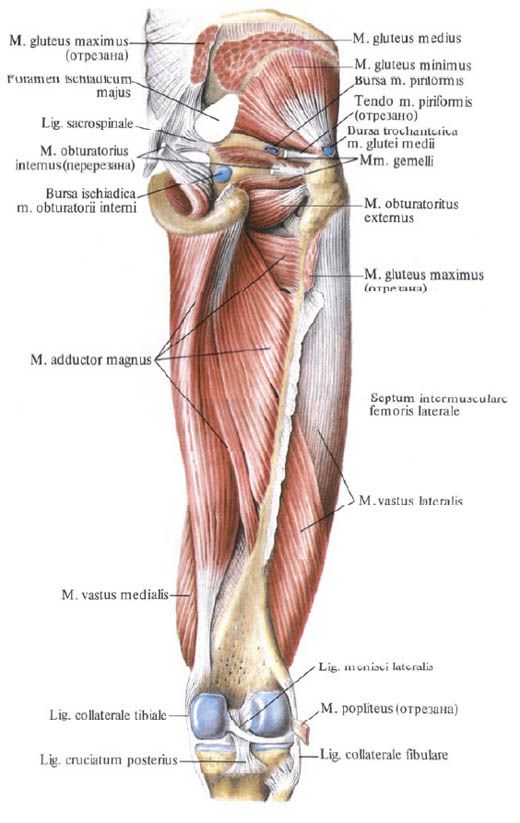 Gluteal muskler (gluteus minimus)